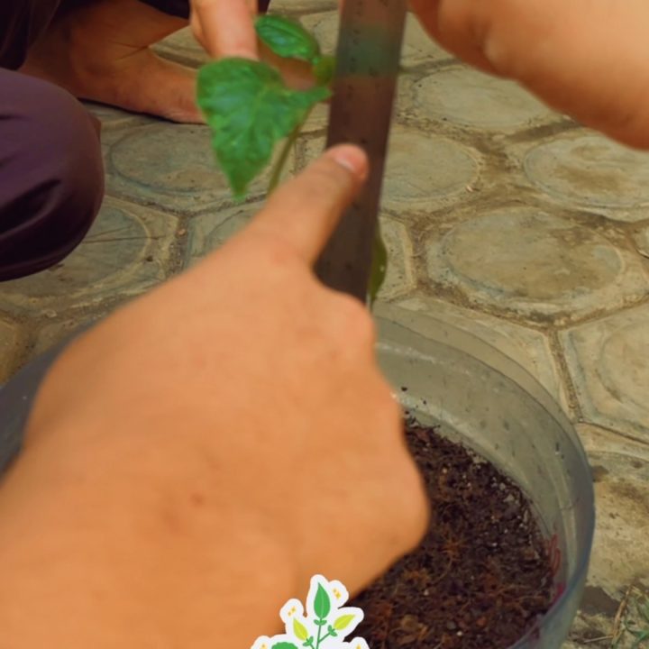 Siswa SMK Queen Al-Falah belajar IPAS melalui Program SIKAP di kebun sekolah